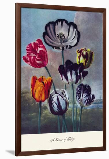 Group of Tulips-null-Framed Art Print