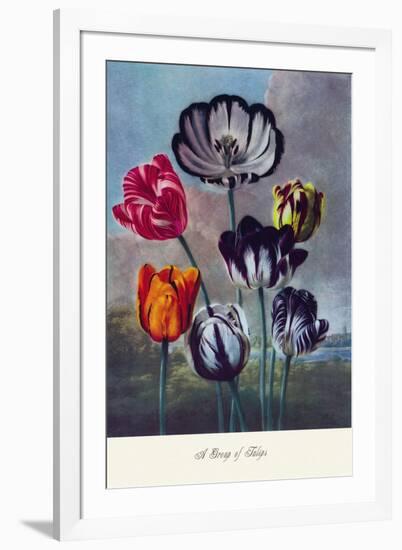 Group of Tulips-null-Framed Art Print