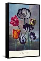 Group of Tulips-null-Framed Stretched Canvas