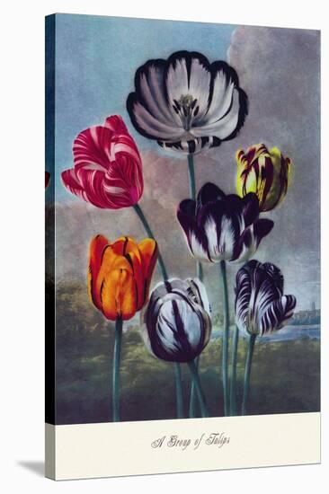 Group of Tulips-null-Stretched Canvas