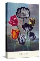 Group of Tulips-null-Stretched Canvas