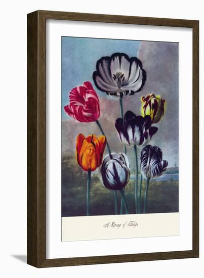 Group of Tulips-null-Framed Art Print