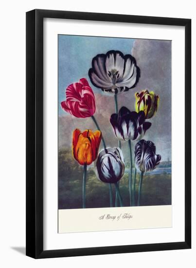 Group of Tulips-null-Framed Art Print