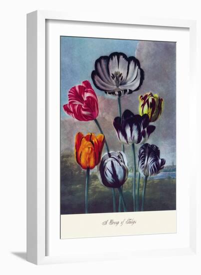 Group of Tulips-null-Framed Art Print