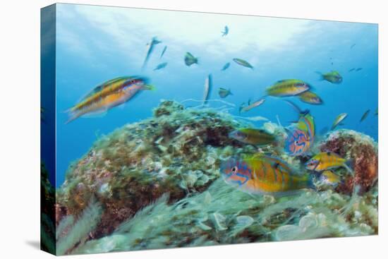 Group of Turkish Wrasse (Thalassoma Pavo) Pico, Azores, Portugal, July 2009-Lundgren-Stretched Canvas