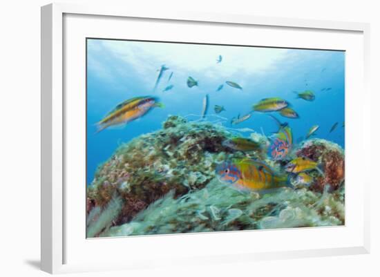 Group of Turkish Wrasse (Thalassoma Pavo) Pico, Azores, Portugal, July 2009-Lundgren-Framed Photographic Print