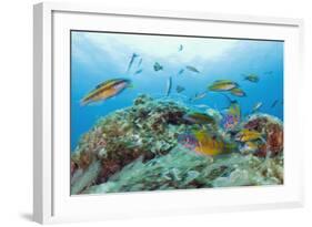 Group of Turkish Wrasse (Thalassoma Pavo) Pico, Azores, Portugal, July 2009-Lundgren-Framed Photographic Print