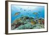 Group of Turkish Wrasse (Thalassoma Pavo) Pico, Azores, Portugal, July 2009-Lundgren-Framed Photographic Print