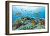 Group of Turkish Wrasse (Thalassoma Pavo) Pico, Azores, Portugal, July 2009-Lundgren-Framed Photographic Print