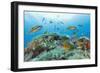 Group of Turkish Wrasse (Thalassoma Pavo) Pico, Azores, Portugal, July 2009-Lundgren-Framed Photographic Print