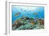 Group of Turkish Wrasse (Thalassoma Pavo) Pico, Azores, Portugal, July 2009-Lundgren-Framed Photographic Print