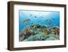 Group of Turkish Wrasse (Thalassoma Pavo) Pico, Azores, Portugal, July 2009-Lundgren-Framed Photographic Print