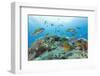 Group of Turkish Wrasse (Thalassoma Pavo) Pico, Azores, Portugal, July 2009-Lundgren-Framed Photographic Print