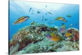 Group of Turkish Wrasse (Thalassoma Pavo) Pico, Azores, Portugal, July 2009-Lundgren-Stretched Canvas