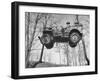 Group of Us Soldiers Pulling a Jeep over a Ravine Using Ropes while on Maneuvers-William C^ Shrout-Framed Premium Photographic Print