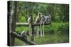 Group of Verreaux's sifaka, Ile Aux Lemuriens, Andasibe, Madagascar.-Anthony Asael-Stretched Canvas