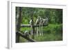 Group of Verreaux's sifaka, Ile Aux Lemuriens, Andasibe, Madagascar.-Anthony Asael-Framed Photographic Print