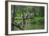 Group of Verreaux's sifaka, Ile Aux Lemuriens, Andasibe, Madagascar.-Anthony Asael-Framed Photographic Print