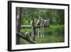 Group of Verreaux's sifaka, Ile Aux Lemuriens, Andasibe, Madagascar.-Anthony Asael-Framed Photographic Print