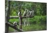 Group of Verreaux's sifaka, Ile Aux Lemuriens, Andasibe, Madagascar.-Anthony Asael-Mounted Photographic Print