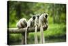 Group of Verreaux's sifaka, Ile Aux Lemuriens, Andasibe, Madagascar.-Anthony Asael-Stretched Canvas