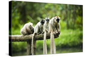 Group of Verreaux's sifaka, Ile Aux Lemuriens, Andasibe, Madagascar.-Anthony Asael-Stretched Canvas