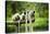 Group of Verreaux's sifaka, Ile Aux Lemuriens, Andasibe, Madagascar.-Anthony Asael-Stretched Canvas