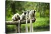 Group of Verreaux's sifaka, Ile Aux Lemuriens, Andasibe, Madagascar.-Anthony Asael-Stretched Canvas