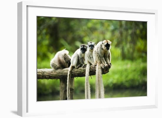 Group of Verreaux's sifaka, Ile Aux Lemuriens, Andasibe, Madagascar.-Anthony Asael-Framed Photographic Print