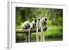 Group of Verreaux's sifaka, Ile Aux Lemuriens, Andasibe, Madagascar.-Anthony Asael-Framed Photographic Print