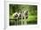 Group of Verreaux's sifaka, Ile Aux Lemuriens, Andasibe, Madagascar.-Anthony Asael-Framed Photographic Print