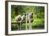 Group of Verreaux's sifaka, Ile Aux Lemuriens, Andasibe, Madagascar.-Anthony Asael-Framed Photographic Print