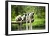 Group of Verreaux's sifaka, Ile Aux Lemuriens, Andasibe, Madagascar.-Anthony Asael-Framed Photographic Print