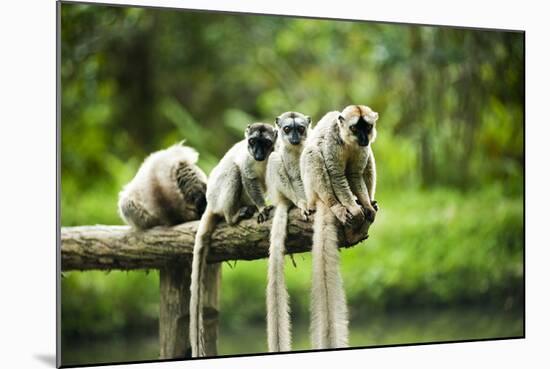 Group of Verreaux's sifaka, Ile Aux Lemuriens, Andasibe, Madagascar.-Anthony Asael-Mounted Photographic Print