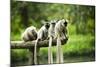 Group of Verreaux's sifaka, Ile Aux Lemuriens, Andasibe, Madagascar.-Anthony Asael-Mounted Photographic Print