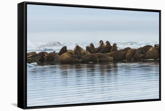 Group of Walrus (Odobenus Rosmarus) Resting-Gabrielle and Michel Therin-Weise-Framed Stretched Canvas