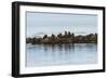 Group of Walrus (Odobenus Rosmarus) Resting-Gabrielle and Michel Therin-Weise-Framed Photographic Print