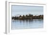 Group of Walrus (Odobenus Rosmarus) Resting-Gabrielle and Michel Therin-Weise-Framed Photographic Print