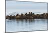 Group of Walrus (Odobenus Rosmarus) Resting-Gabrielle and Michel Therin-Weise-Mounted Photographic Print