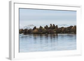 Group of Walrus (Odobenus Rosmarus) Resting-Gabrielle and Michel Therin-Weise-Framed Photographic Print