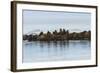 Group of Walrus (Odobenus Rosmarus) Resting-Gabrielle and Michel Therin-Weise-Framed Photographic Print