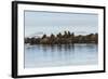 Group of Walrus (Odobenus Rosmarus) Resting-Gabrielle and Michel Therin-Weise-Framed Photographic Print