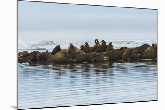 Group of Walrus (Odobenus Rosmarus) Resting-Gabrielle and Michel Therin-Weise-Mounted Photographic Print