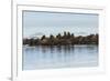 Group of Walrus (Odobenus Rosmarus) Resting-Gabrielle and Michel Therin-Weise-Framed Photographic Print