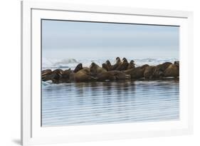 Group of Walrus (Odobenus Rosmarus) Resting-Gabrielle and Michel Therin-Weise-Framed Photographic Print