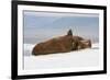 Group of Walrus (Odobenus Rosmarus) Resting-Gabrielle and Michel Therin-Weise-Framed Photographic Print