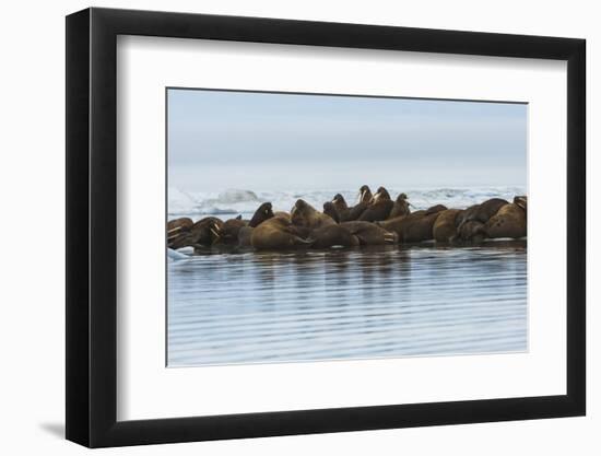 Group of Walrus (Odobenus Rosmarus) Resting-Gabrielle and Michel Therin-Weise-Framed Photographic Print