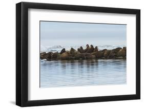 Group of Walrus (Odobenus Rosmarus) Resting-Gabrielle and Michel Therin-Weise-Framed Photographic Print