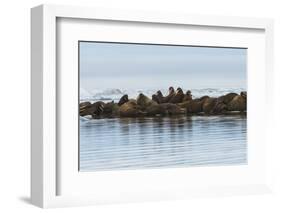 Group of Walrus (Odobenus Rosmarus) Resting-Gabrielle and Michel Therin-Weise-Framed Photographic Print