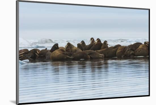 Group of Walrus (Odobenus Rosmarus) Resting-Gabrielle and Michel Therin-Weise-Mounted Photographic Print